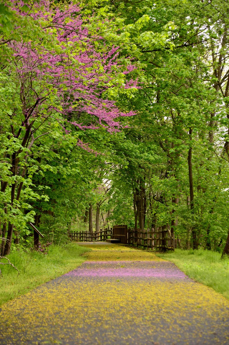 Path in forested area