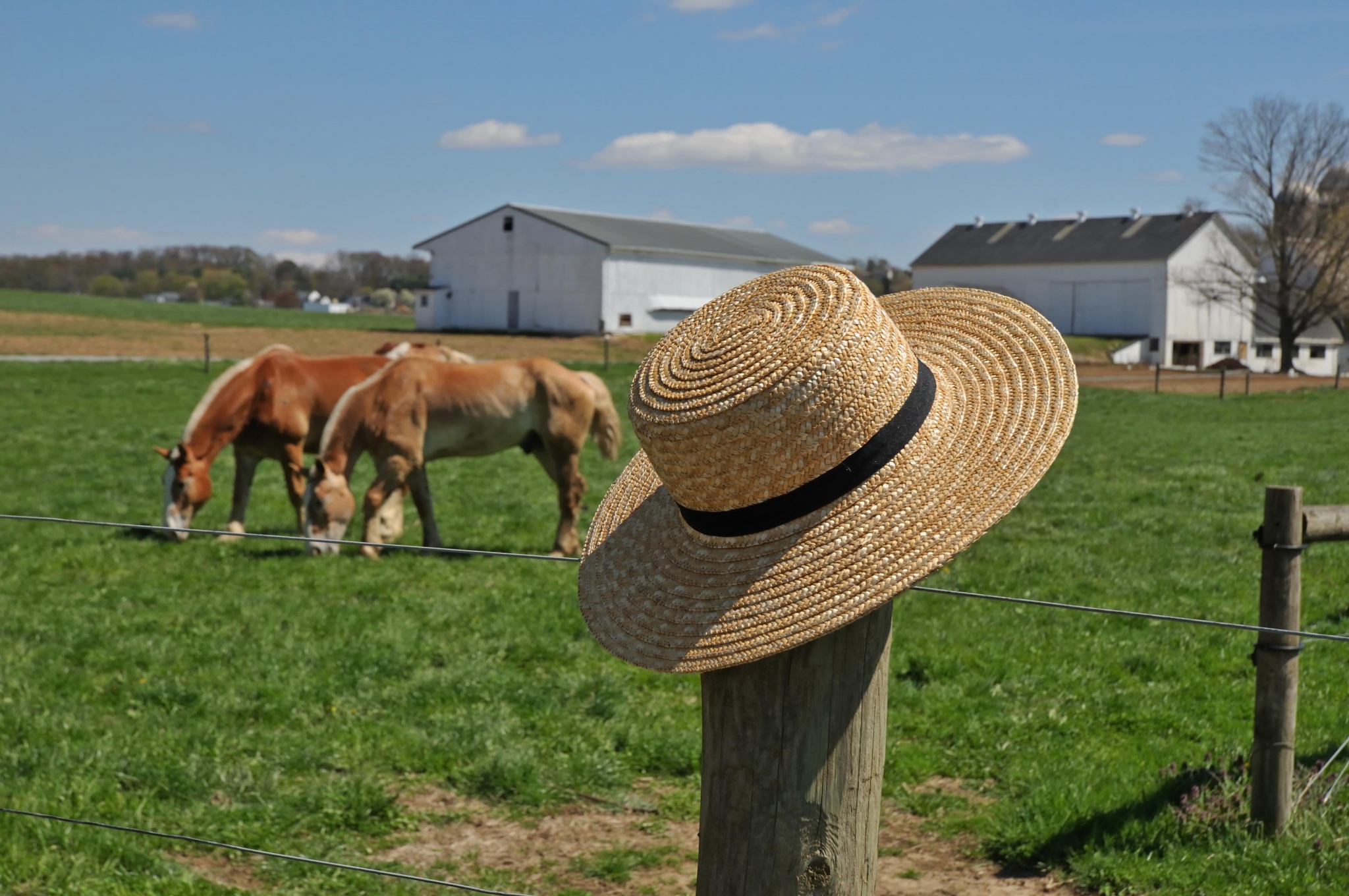 SUNHAT - COWS SUNHAT - COWS
