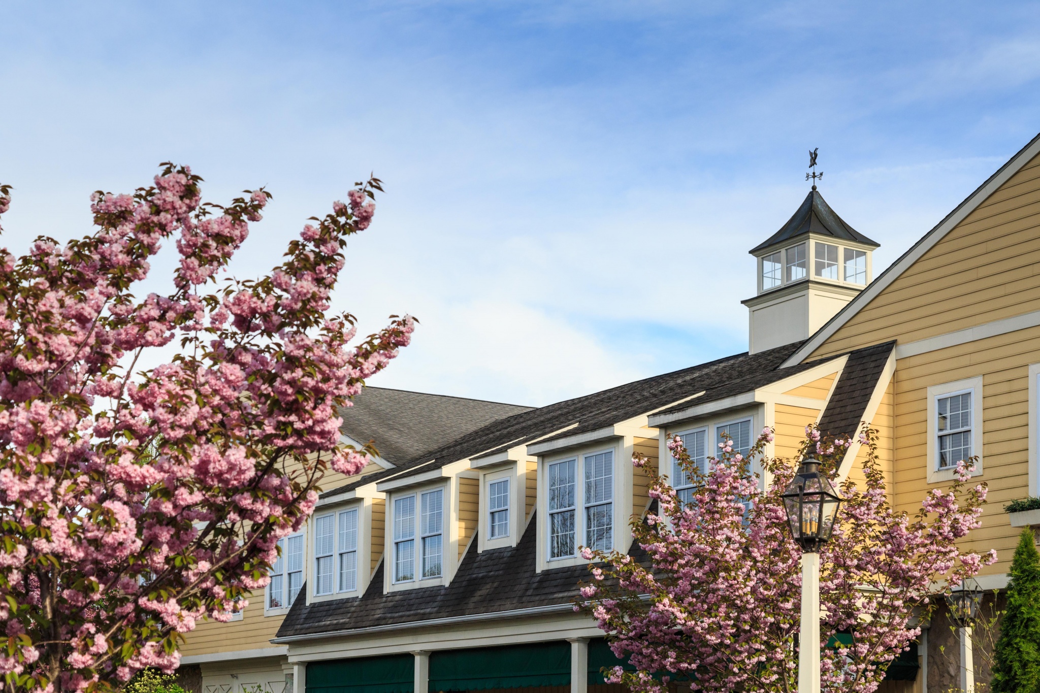 Exterior of hotel with Lilac tree in front